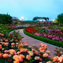 곡성-240 | 2026 곡성세계장미축제 총정리 (일정·입장·주차 꿀팁)｜지금 안 보면 놓치는 5월 꽃축제