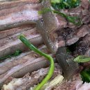 흑염소전문점 산골에 이미지