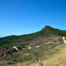 「황매산」 철쭉 개화상태^ 이미지