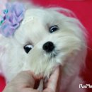 핸드메이독 이미지