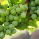 이동균 농장 이미지