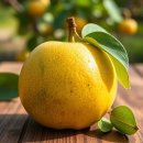 모과, 그 향긋한 건강의 비밀 이미지