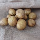 감자수북 이미지