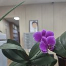 (주)독일스타보청기 | 부산 서면 보청기 알아보다가 마음까지 편해졌던 곳 :: 독일스타보청기