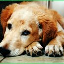 라비동물병원 이미지