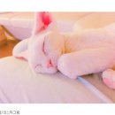 젤리피플 이미지