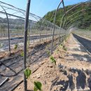 영천열매마농장 이미지