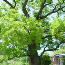 소리나무(주) 이미지