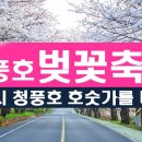 2024 제천 청풍호 벚꽃축제(물태리 벚꽃길) 이미지