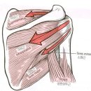 회전근개 (Rotator Cuff)와 어깨 관절의 운동 이미지
