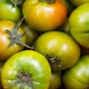 사철농장 | 대저토마토 농장 직송 — 2026 제철 수확분