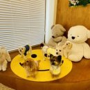 댕구르르 유치원 이미지