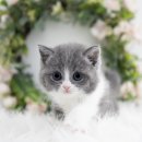 대구고양이분양 도로시펫 이미지