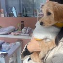 디어댕댕 이미지