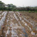 자갈농장 이미지