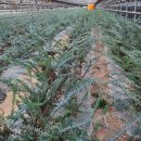 고북농장 이미지