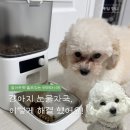 관문제 | 강아지 눈물자국 원인 & 해결법 | 강아지 알러지 검사 후 강아지 눈물자국 잡은 후기
