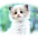 고양이가정분양 자체브리딩 니팅캣 | 검단고양이분양 후기, 도레미캣 다산점에서 생긴 새로운 가족♥