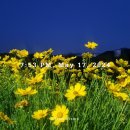 미리안나비 이미지