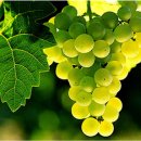 싱싱과일야채 이미지