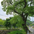 국곡리 입석 이미지