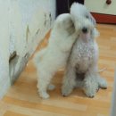 선희 이미지