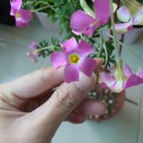 살찐붕어 네이버블로그