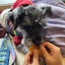 감자장군이네 수제간식 이미지