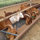 진안마이산 보어목장 이미지