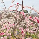 사천농원 이미지