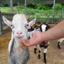 백두대간 체험형 테마파크(숲속동키마을) 이미지