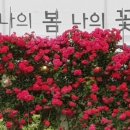 카카오 이미지