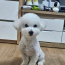 구름9-6 펫 살롱 이미지