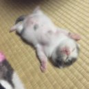 탕슈슉 이미지