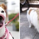 머즐(Muzzle) 이미지