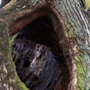 함안 영동리 회화나무 이미지