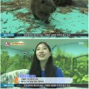 비버