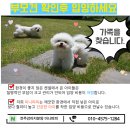 전주강아지분양 미니퍼피 가정견사 직영 이미지