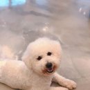하얀강아지 이미지