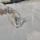 의순관