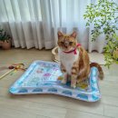 다이소워터매트 대신 찾은 유아용 고양이 쿨링 매트 사용 후기