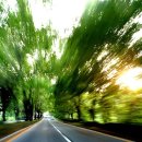 청주가로수길 이미지