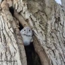 천호카