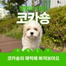 이담펫 이미지