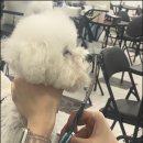 펫미리애견샵 이미지