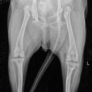 서창사랑동물의료센터 이미지