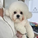 희야네 애견미용실 이미지