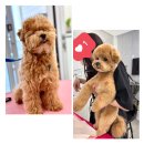 그루밍 샵 제제 이미지