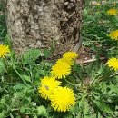 배꽃농장 이미지