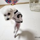 다다잡화점 마카롱 캐치토이 핸드메이드 반려견 장난감 사용 후기!